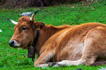 Vaca pastando en libertad en la montaña 