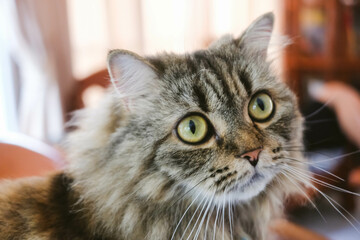 A Persian cat laying down on the floor.