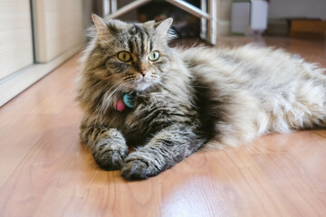 A Persian cat laying down on the floor.
