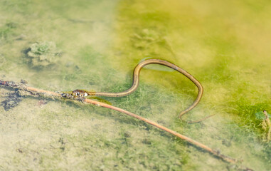 The grass snake in its natural environment. The grass snake swims in swamp water.