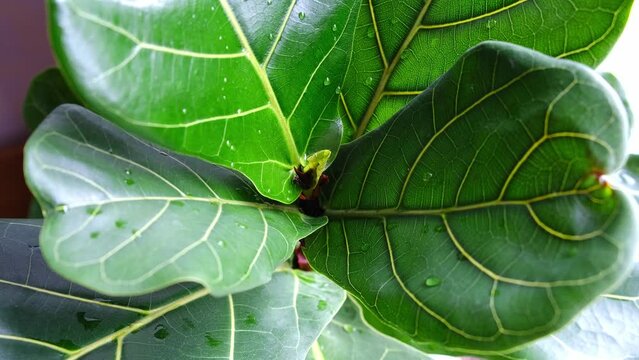Young brightly green leaf of ficus lyrata. Close-up of lyre-shaped leaves with water drops after watering on windowsill. Evergreen tree. Home plants for air purification. High quality 4k footage