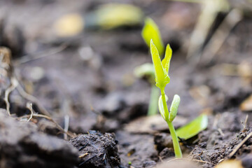 sprouts of vegetables in the ground, growing plants farming