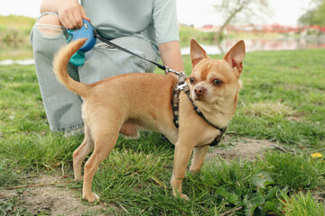 Woman picking up her dog's poop from green grass in park, closeup