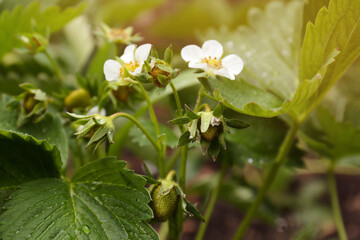 Beautiful blooming strawberry plant with water drops on blurred background, closeup