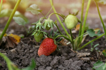 Strawberry plant with ripening fruits outdoors, closeup