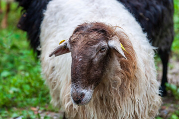 Ovejas en la naturaleza 