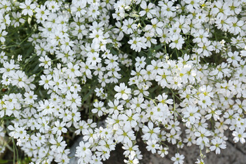 Beautiful white snow-in-summer flowers outdoors, top view