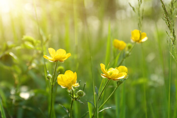 Beautiful yellow buttercup flowers growing in green grass outdoors, closeup