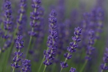 Obraz premium Beautiful blooming lavender plants in field, closeup