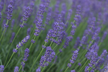 Beautiful blooming lavender plants in field, closeup