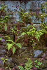Pattern of ancient bricks and stones at old middle age fortress wall covered with moss, fern and lichen, as a background, closeup, details.