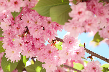 Beautiful sakura tree with pink flowers outdoors, closeup