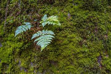 Sandstone wall in the ancient woods is covered with moss, fern and lichen, as a background, closeup, details.