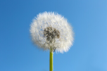 One beautiful fluffy dandelion flower against blue sky, closeup
