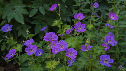 Closeup view of colorful purple blue geranium sylvaticum aka woodland geranium or wood cranesbill...