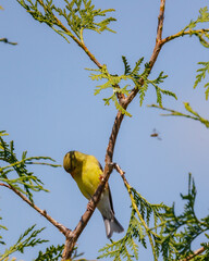Yellow finch