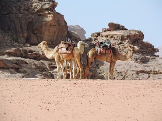 camels in wadi rum desert