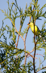 Yellow finch
