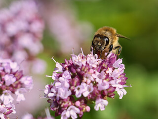 Honey bee collecting nectar on a flower of the flower butterfly bush. Busy insects