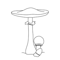Mushroom illustration sketch. Mushrooms tattoo detailed in line art style. Black and white clip art.
