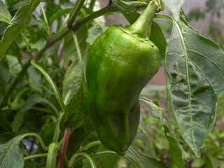 Verdura verde pimiento morrón del huerto