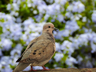 Pájaro pequeño visitando el jardín 