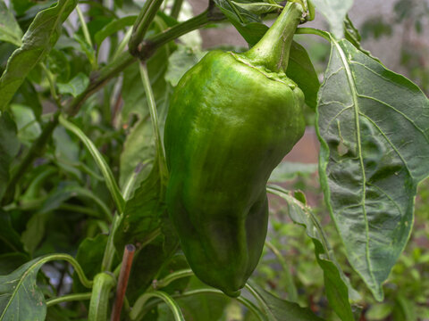 Verdura verde pimiento morr&oacute;n del huerto