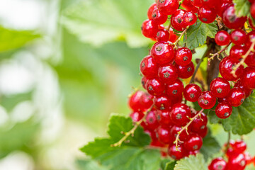 Ripe red currants with green leaves on a bush close-up as a background.