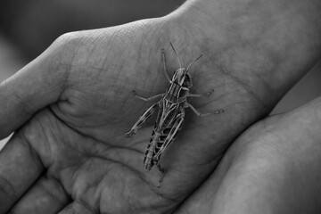 praying mantis
