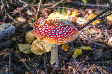 amanita muscaria fly agaric mushroom