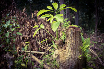 green sapling sprouting from the trunk of an uncut tree.concept for rebirth and restored forest from destruction