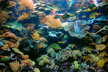 Fototapeta na wymiar Coral reef on display at Chicago Shedd Aquarium