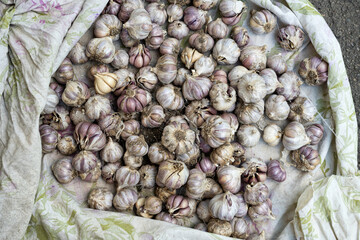 Drying garlic outside, preparation for storage. View from above