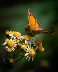 butterfly on flower