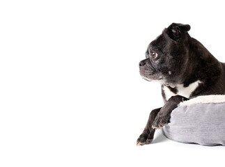 Cute dog in dog bed. Side profile of senior dog lying on pillow with dangling front paws. Relaxed body language. 9 years old female black boston terrier pug mix. Selective focus. Isolated on white.
