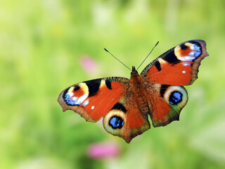Beautiful peacock butterfly on green nature background
