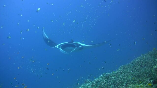 Giant manta ray (Manta birostris) on top of reef