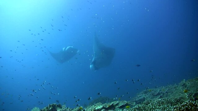 2 giant manta ray (Manta birostris) circling