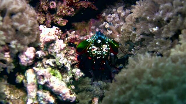 Smashing Mantis Shrimp (Odontodactylus Scyllarus) Close Up