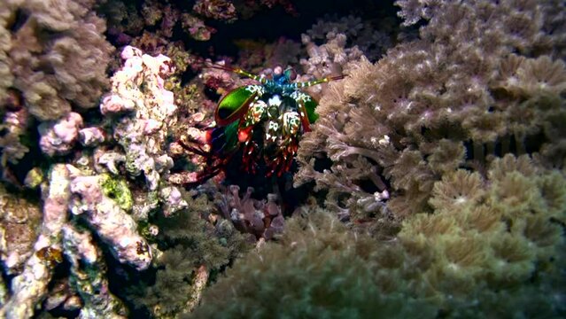 Smashing Mantis Shrimp (Odontodactylus Scyllarus) Close Up