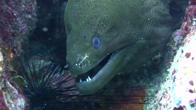 Giant moray (Gymnothorax javanicus) with cleaner shrimp