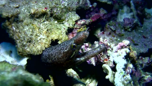 Barred-fin moray (Gymnothorax zonipectis)