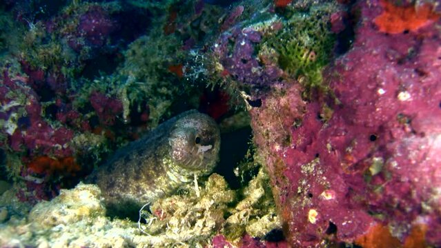 Barred-fin moray (Gymnothorax zonipectis)