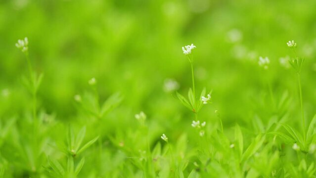 Galium odoratum, sweetscented bedstraw. Flower of galium odoratum. Close up.