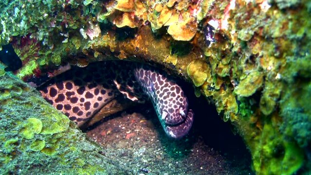 Honeycomb, laced or blackspotted moray (Gymnothorax favagineus) inside tires