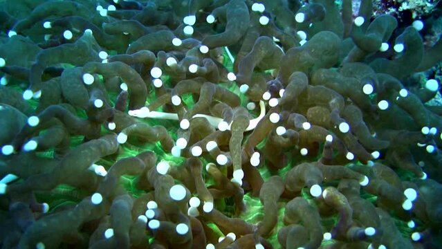 Mushroom coral pipefish (Siokunichthys nigrolineatus)