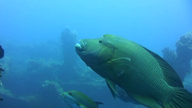 Napoleon wrasse (Cheilinus undulatus) with trevally and great baraccuda