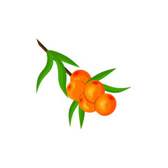 Sea-buckthorn. Berries on a branch. Vector illustration