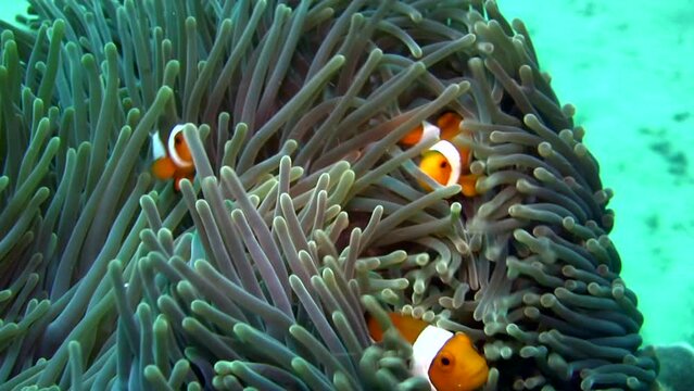 False clown anemonefish or nemo (Amphiprion ocellaris) with strong current