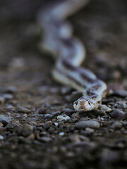 Gopher snake head-on portrait view